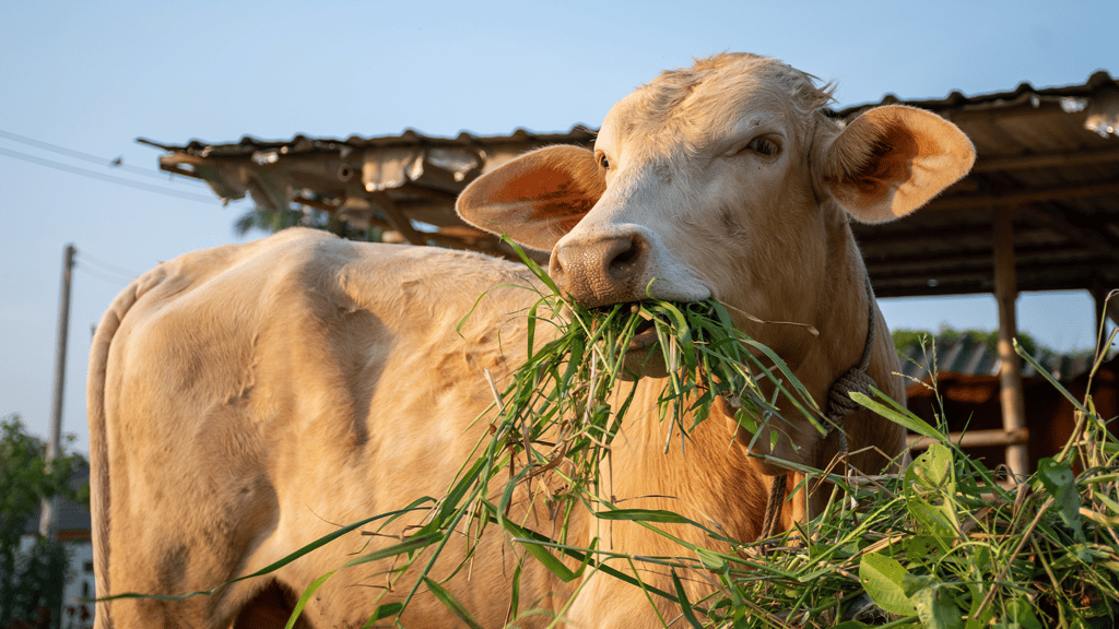 a cow being grass-fed