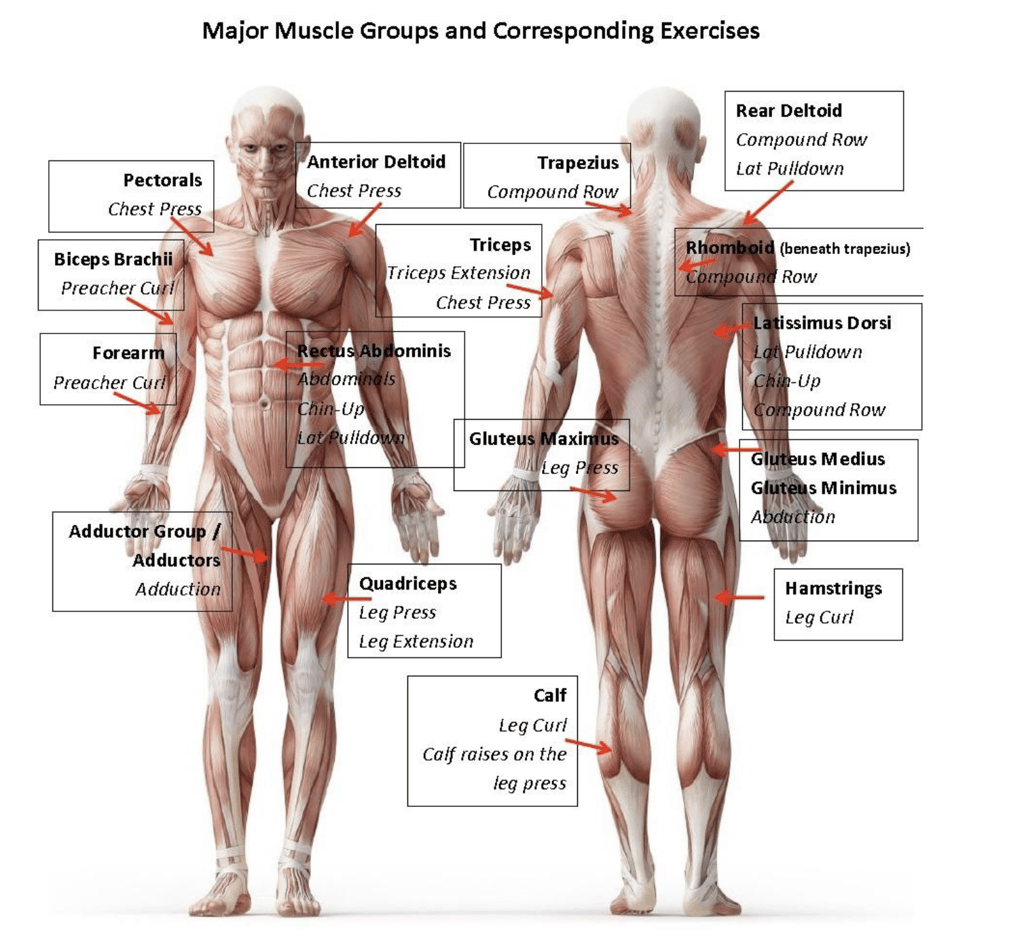 muscles worked on exercises