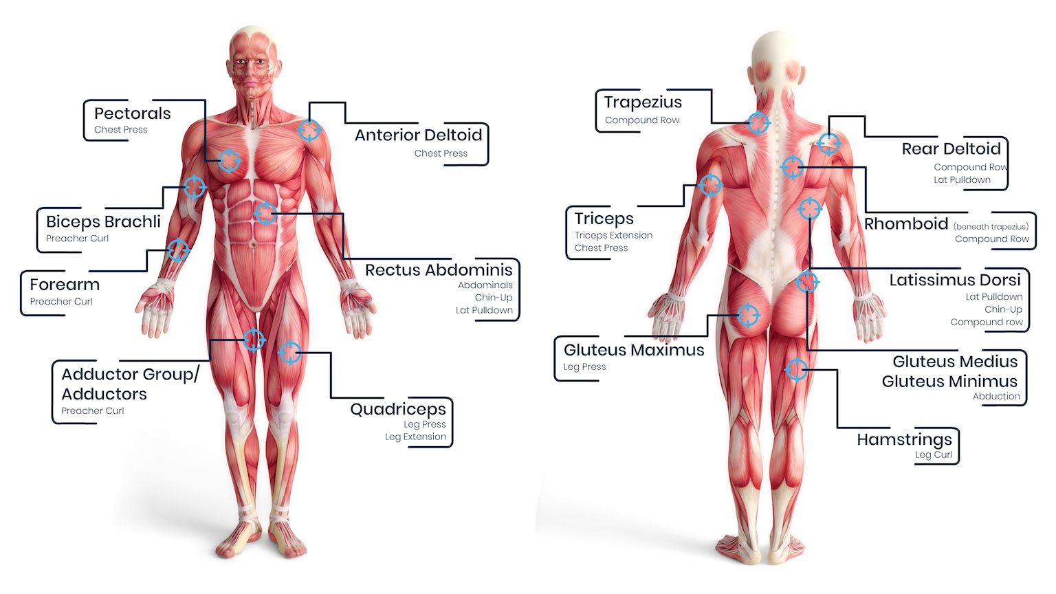 Updated Corresponding Exercises Chart