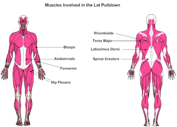 lat pulldown muscles