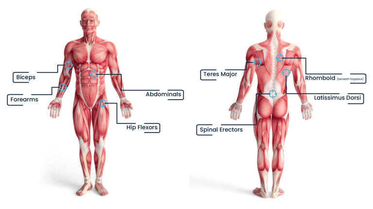 The Muscles Involved in the Lat Pulldown exercise