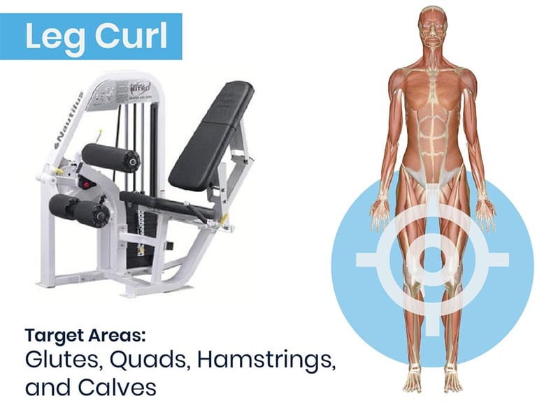 Leg Curl Machine and anatomical graphic of muscles