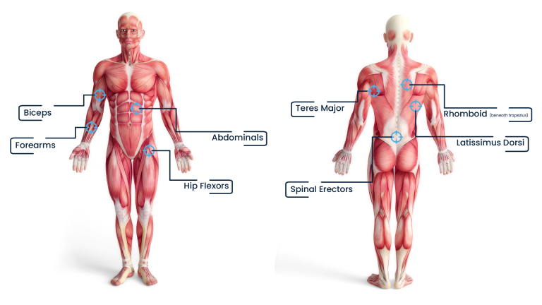 The Muscles Involved in the Lat Pulldown exercise