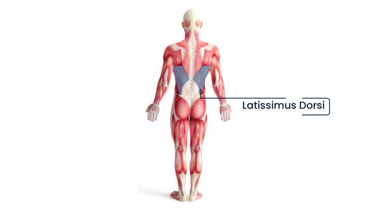 The Latissimus Dorsi muscle