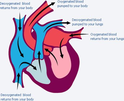 your heart and eating less and exercising more