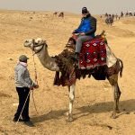 Ron Lynn Huff Camels in Egypt