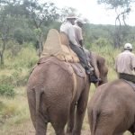 Ron Lynn Huff Riding Elephants Zimbabwe