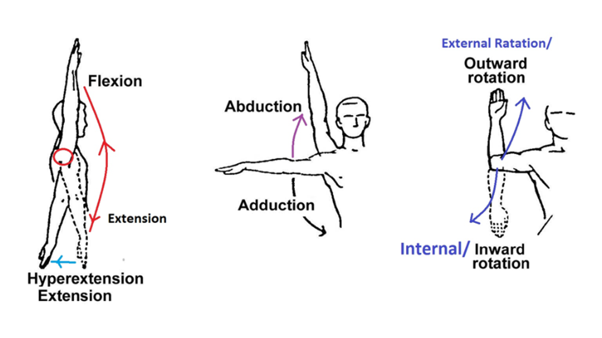 Best Exercises for Shoulder Mobility The Perfect Workout