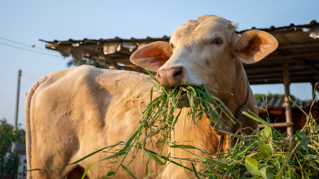 a cow being grass-fed