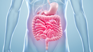 The effects of strength training on gut health